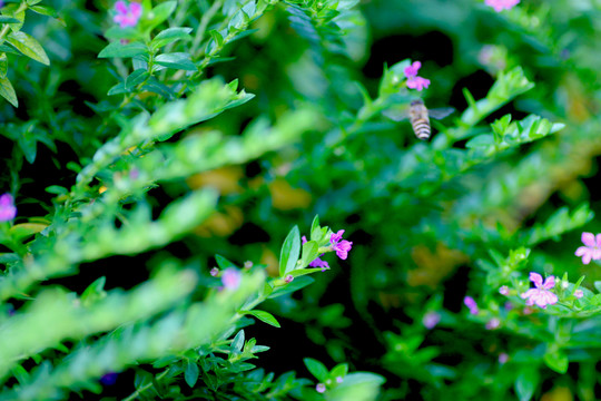 綠色植被