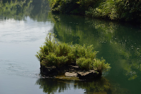 水草