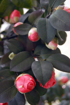 山茶花