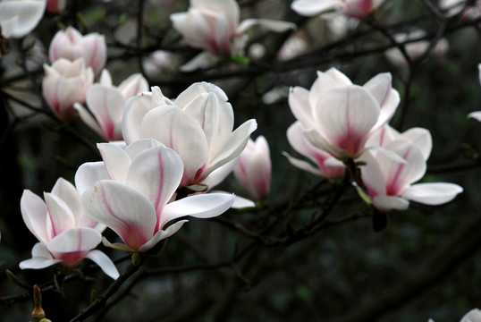 玉蘭花