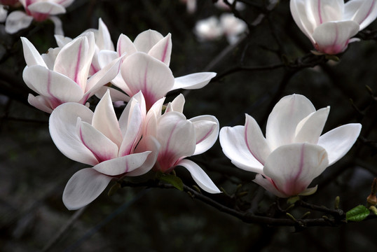 玉蘭花