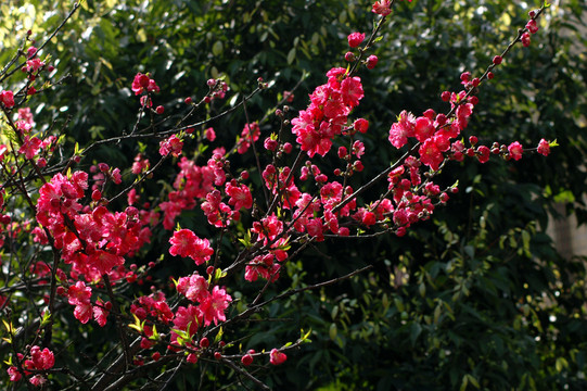 桃花