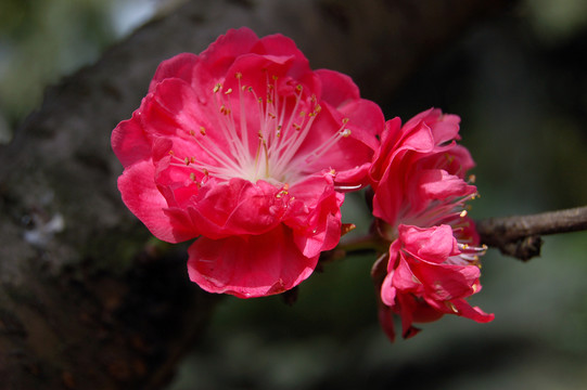 桃花