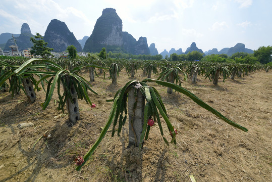 火龍果園