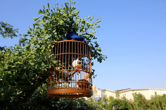 樹上鳥籠