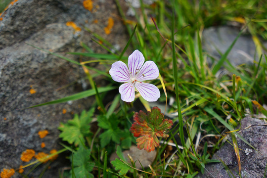 草原貝紋花