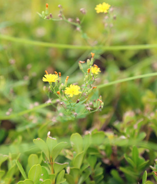 小黃花