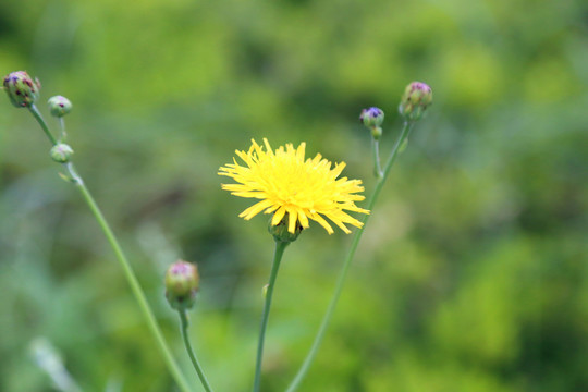 小黃花