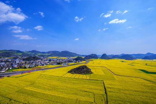 羅平油菜花