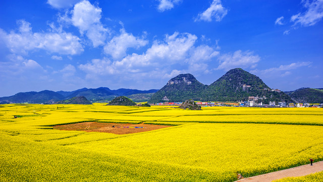 羅平油菜花