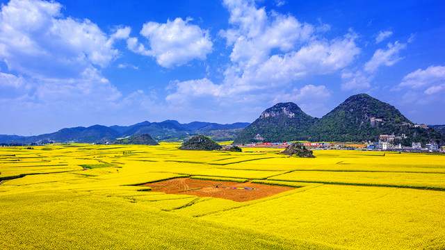 羅平金雞嶺油菜花