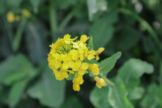 油菜花