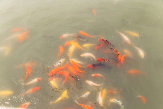 觀賞魚(yú)