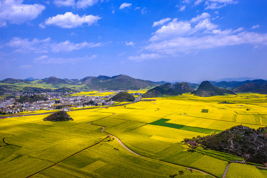 羅平油菜花田