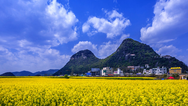 羅平油菜花