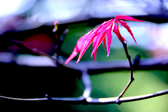 紅葉