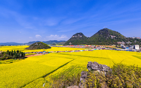 羅平油菜花