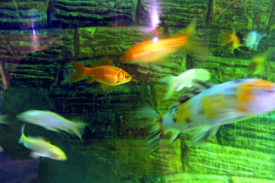 錦鯉 鯉魚(yú)