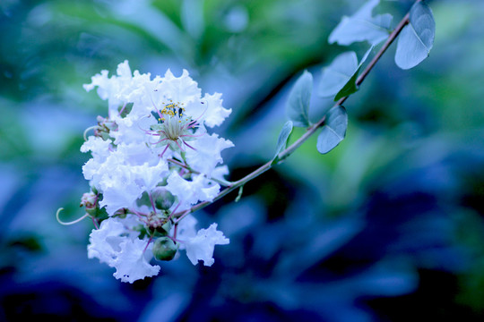 白色紫薇花