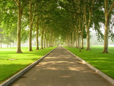 林蔭道