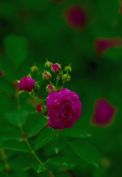 薔薇綻放