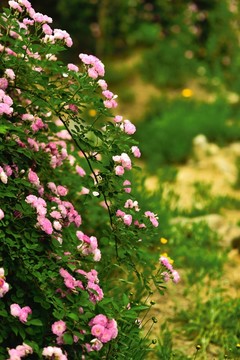 薔薇花開