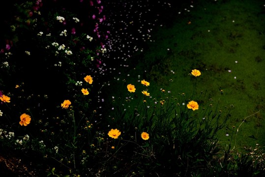 鮮花靜靜開
