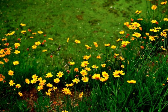 鮮花盛開