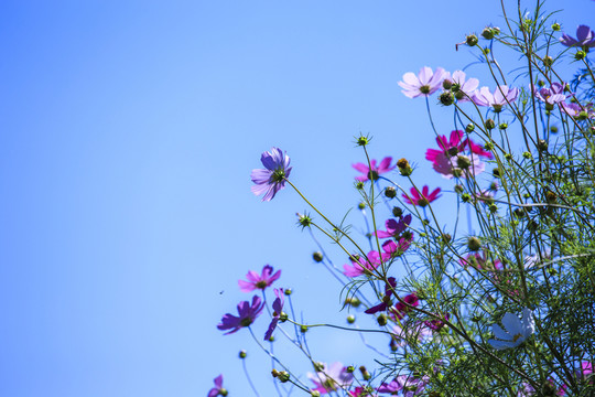 格桑花