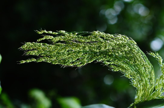 農(nóng)作物