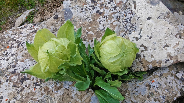 天山雪蓮花