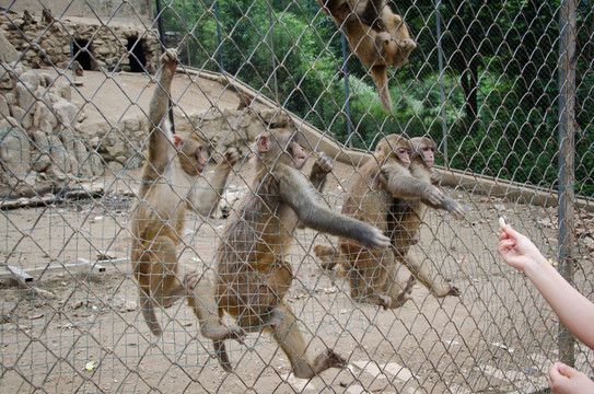 獼猴搶食
