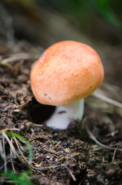 蘑菇