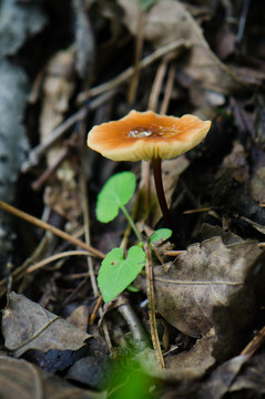 野蘑菇