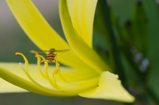 蜜蜂采蜜
