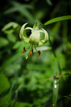綠百合
