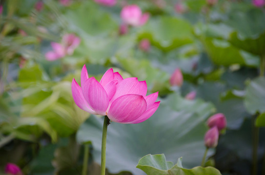 荷花
