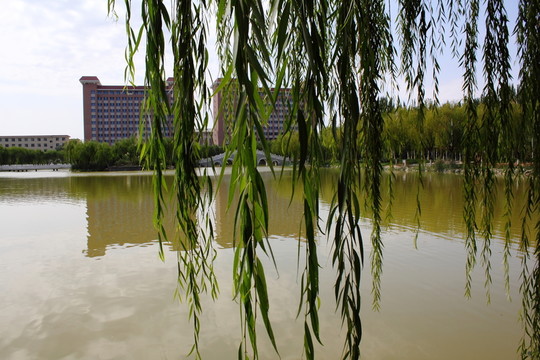 柳樹