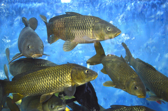 水下魚群
