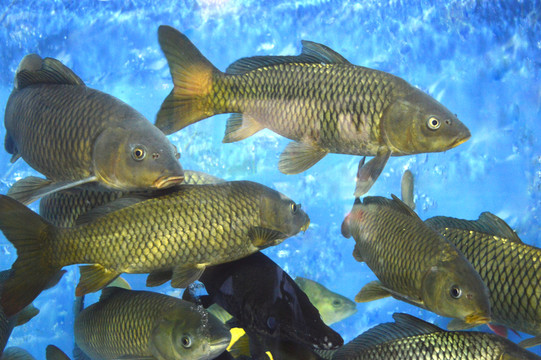 鯉魚群