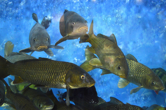 魚群