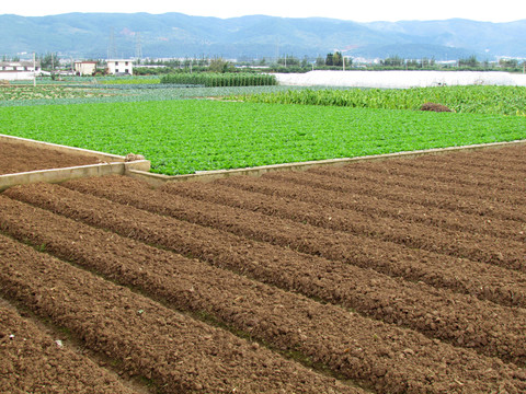 農(nóng)田