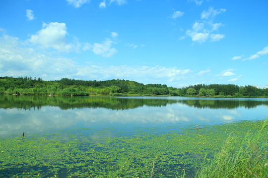 濕地 沼澤