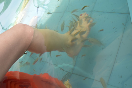 足療魚(yú)
