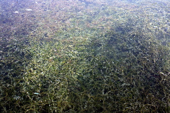 水草