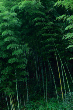 竹林