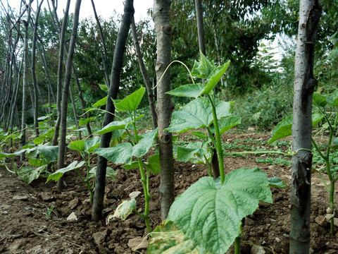 黃瓜架 菜園