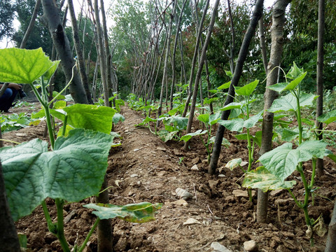 黃瓜架 菜園