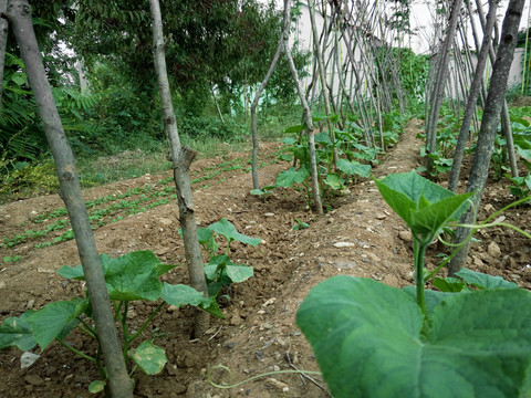 黃瓜架 菜園