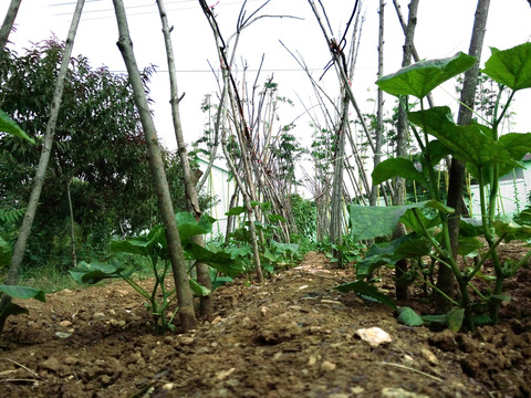 黃瓜架 菜園